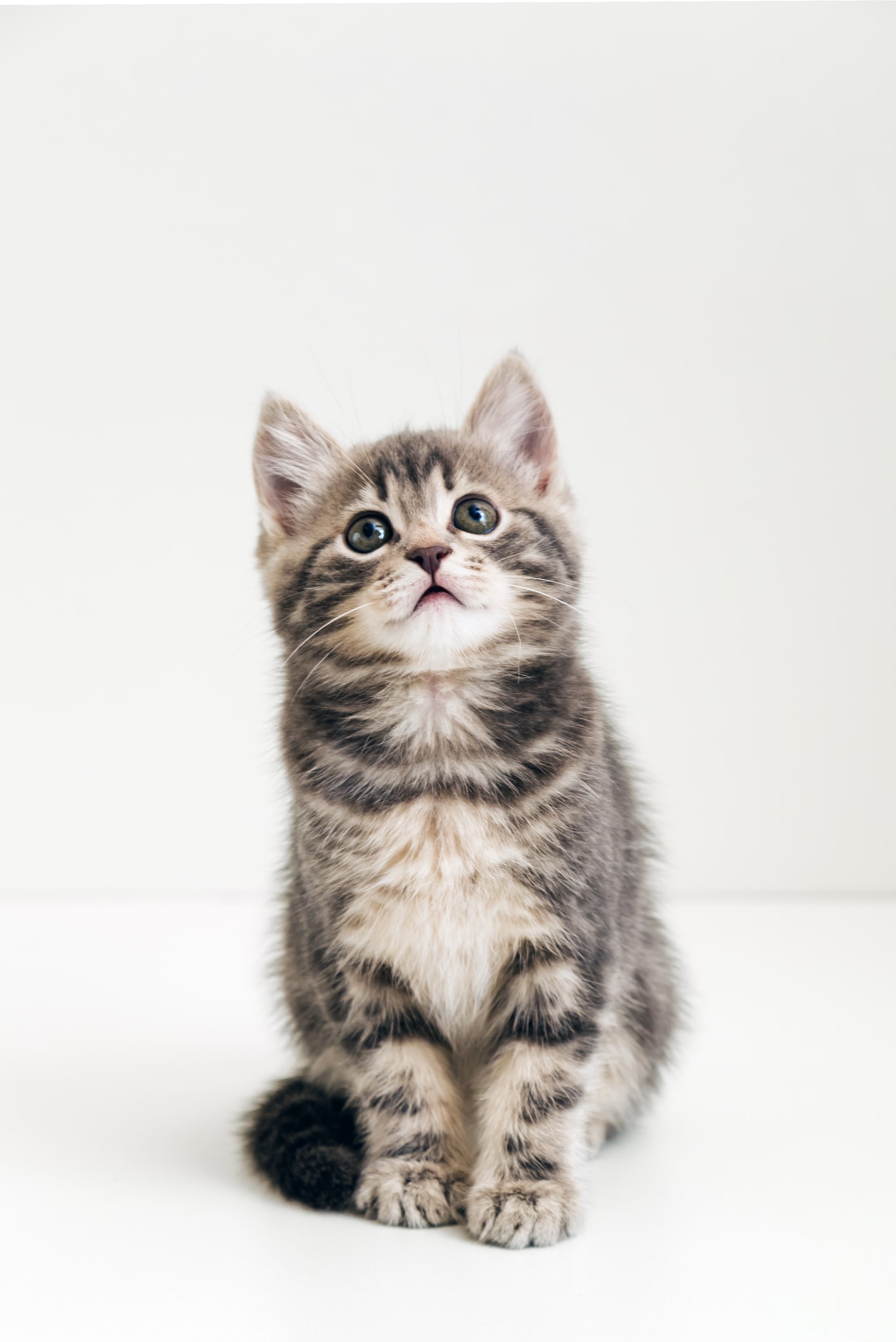 Babykatze sitzend